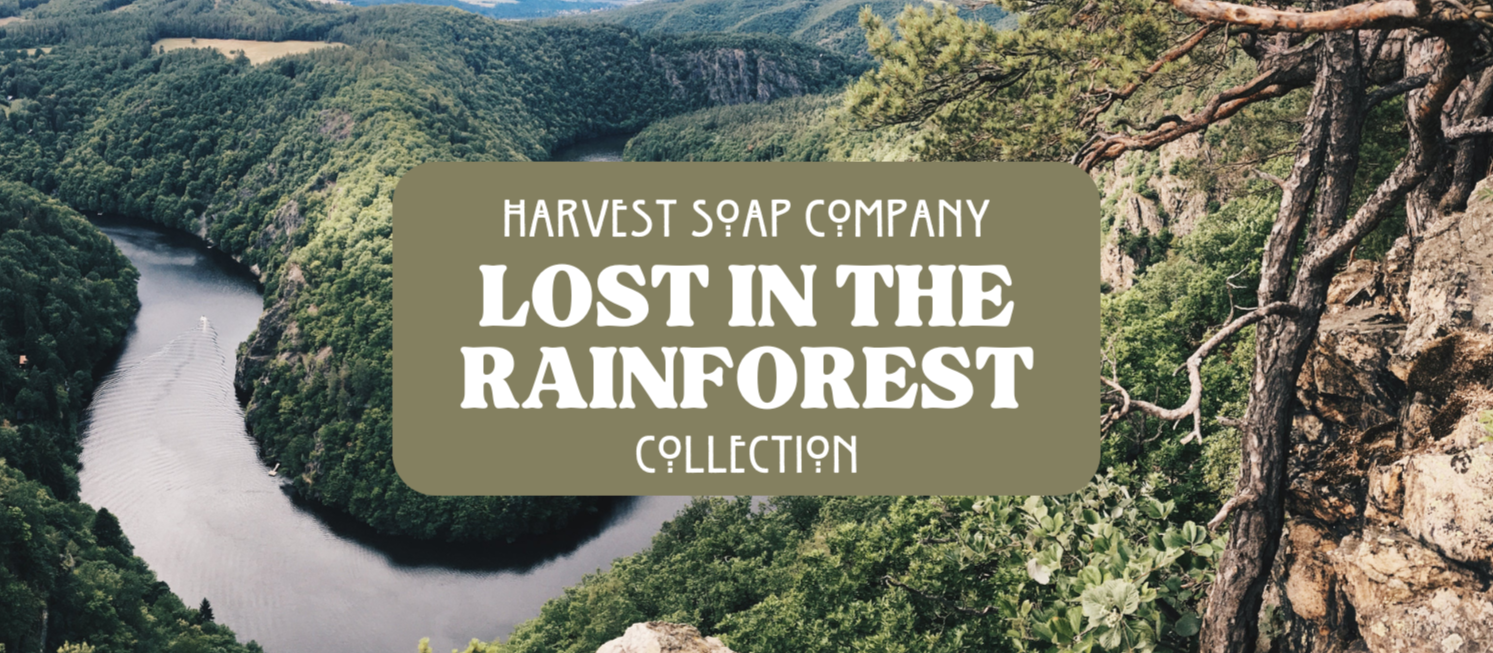 Lost in the Rainforest